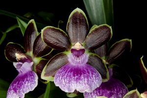 Zygopetalum New Era Windflower Too AM 82pts